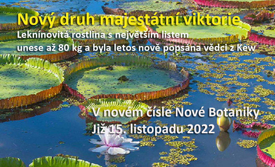 Viktorie bolivijská