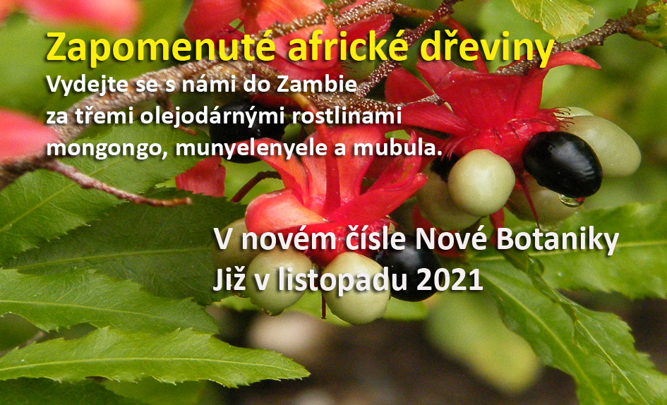 Olejodárné rostliny Zambie