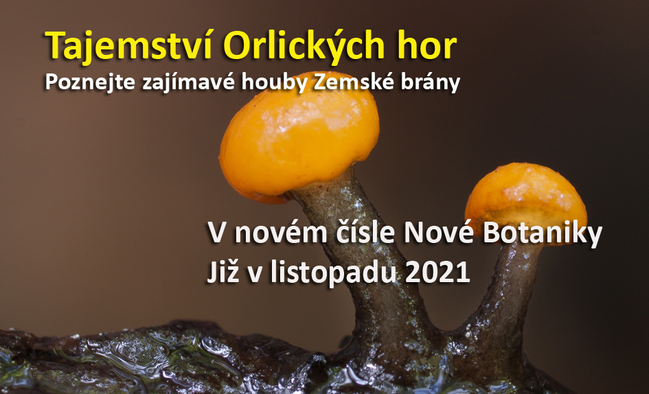 Houby Zemské brány