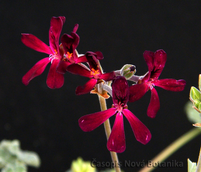 Pelargonium-sidoides-nove