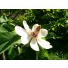 Magnolia obovata