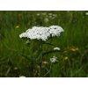 Achillea millefolium