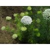 Ammi visnaga