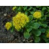 Rhodiola rosea