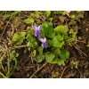 Viola odorata