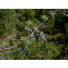 Juniperus communis
