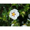 Cistus ladanifer
