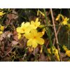 Jasminum nudiflorum