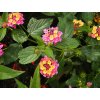 Lantana camara