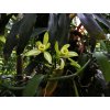 Vanilla planifolia