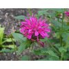 Monarda didyma