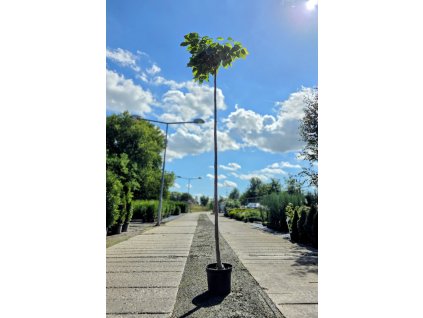 catalpa nana