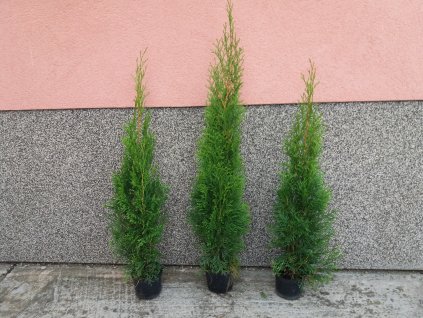 Thuje Smaragd sazenice 50-70 cm