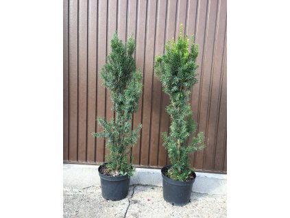 Sazenice tisu Sazenice tisu