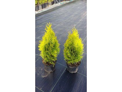 Thuje Golden Smaragd 40 - 60 cm