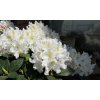rododendron cunningham s white3