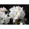rododendron cunningham s white
