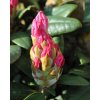 Rododendron wladyslaw lokietek 2