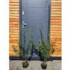Ligustrum