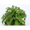 stevia2