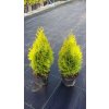 Thuje Golden Smaragd 40 - 50 cm