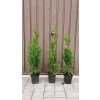 thuja smaragd 40 60 p9