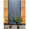 Ligustrum