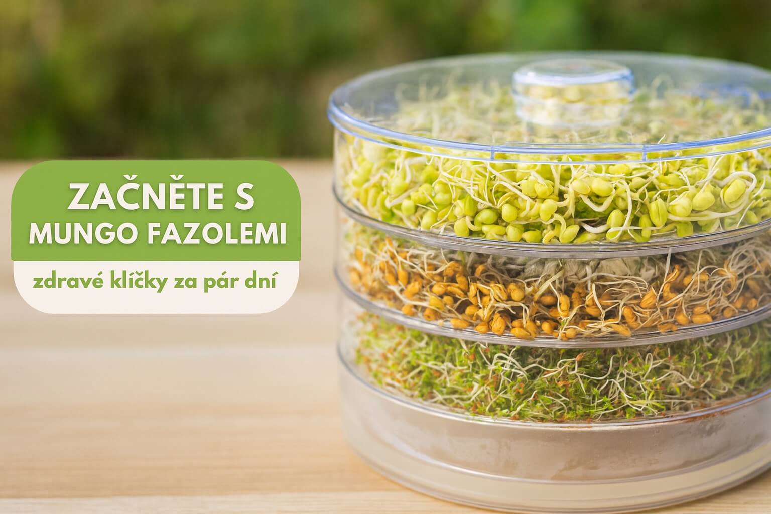 Mungo fazole klíčky banner