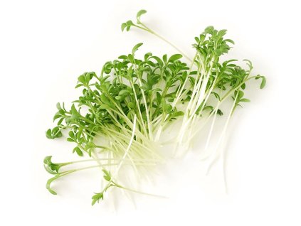 ŘEŘICHA semínka na klíčení 30 g