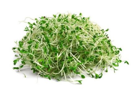 Vojtěška alfalfa klíčky semena na klíčení