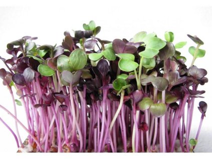 Ředkvičkové klíčky Ředkvička red purple 10g