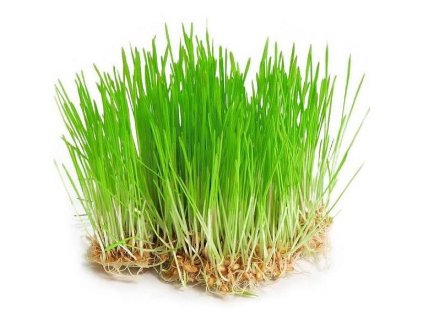 Mladý ječmen klíčky semena na klíčení