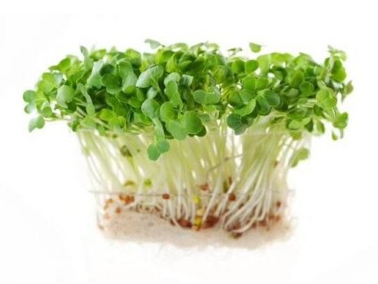 Ředkvičkové klíčky semena na klíčení