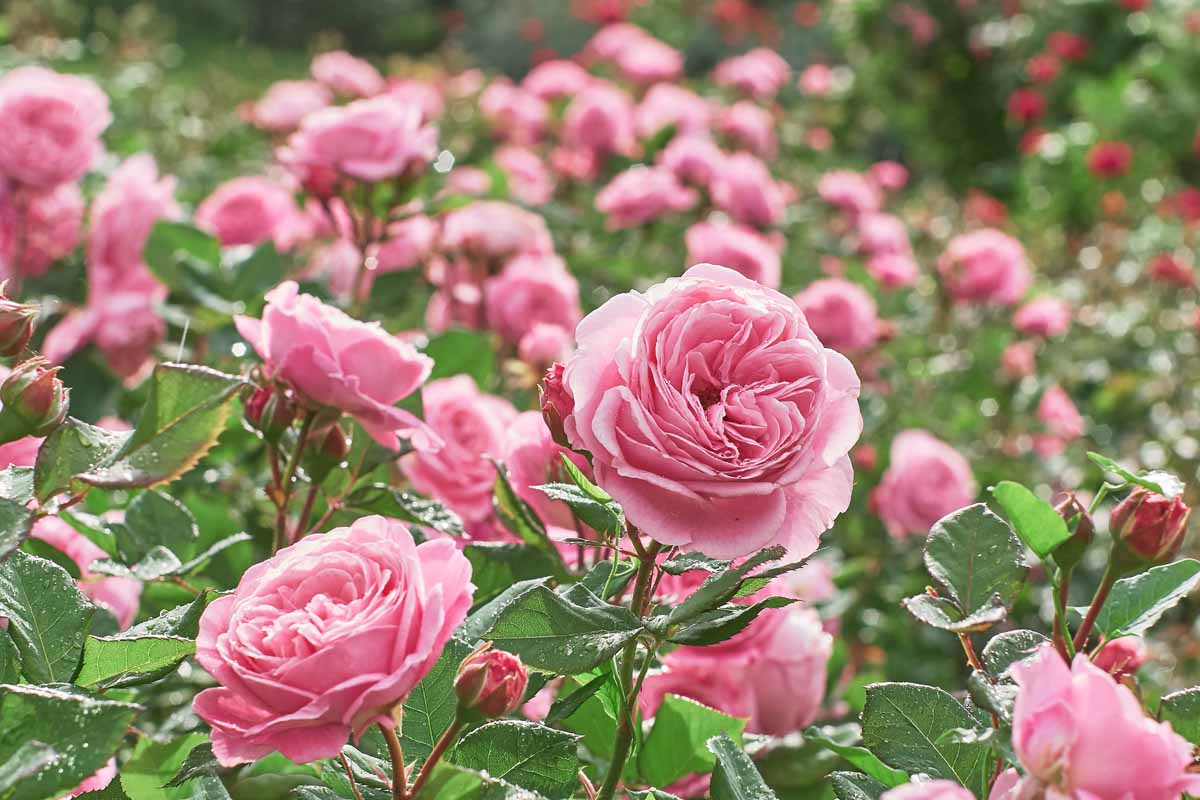 Common-Reasons-Why-Roses-Fail-to-Bloom-Featured