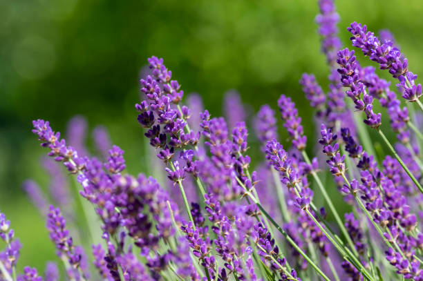 istockphoto-1273853062-612x612