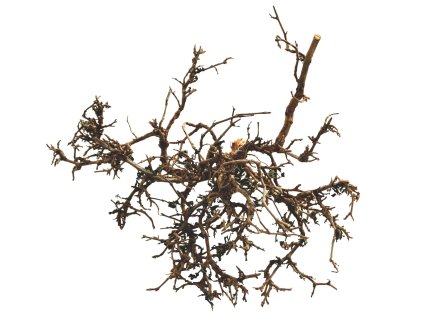 Lucky Reptile Desert Bushes Prirodni cca 25 40 cm 2504202512303525417