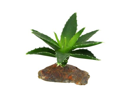 Lucky Reptile Sukulenty Agave male cca 10 cm 2108202512301888072