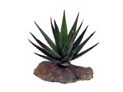 Lucky Reptile Sukulenty Tiger Aloe cca 8 cm 2410202506302066347