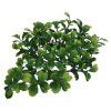 Lucky Reptile Turtle Plants