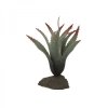 Lucky Reptile Sukulenty Tillandsia cca 20 cm 2407202508302496822