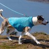 K9 Core Sweater BLU LS Water Running 1911202414064014004