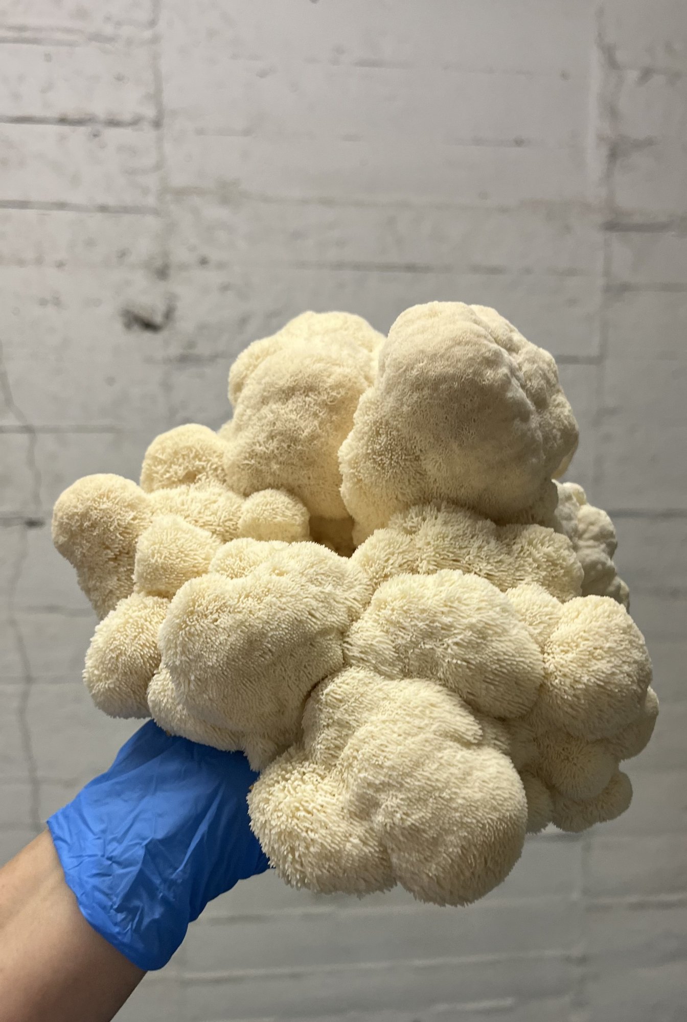 Korálovec ježatý (Hericium erinaceus)