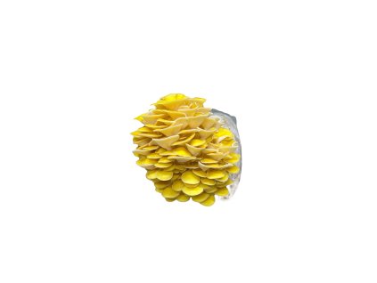Substrate LEMON OYSTER MUSHROOM (Pleurotus citrinopileatus)