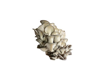 Substrát Hlíva ústřičná (Pleurotus ostreatus)
