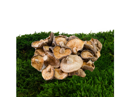 Shiitake sušené (Lentinula Edodes)