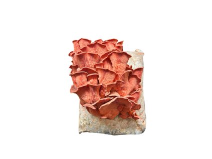 Substrát Hlíva růžová (Pleurotus djamor)