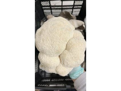 Korálovec ježatý 1kg (Hericium erinaceus)