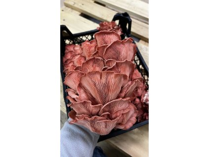 Hlíva růžová (Pleurotus djamor)