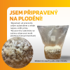 návod k pěstování korálovce ježatého
