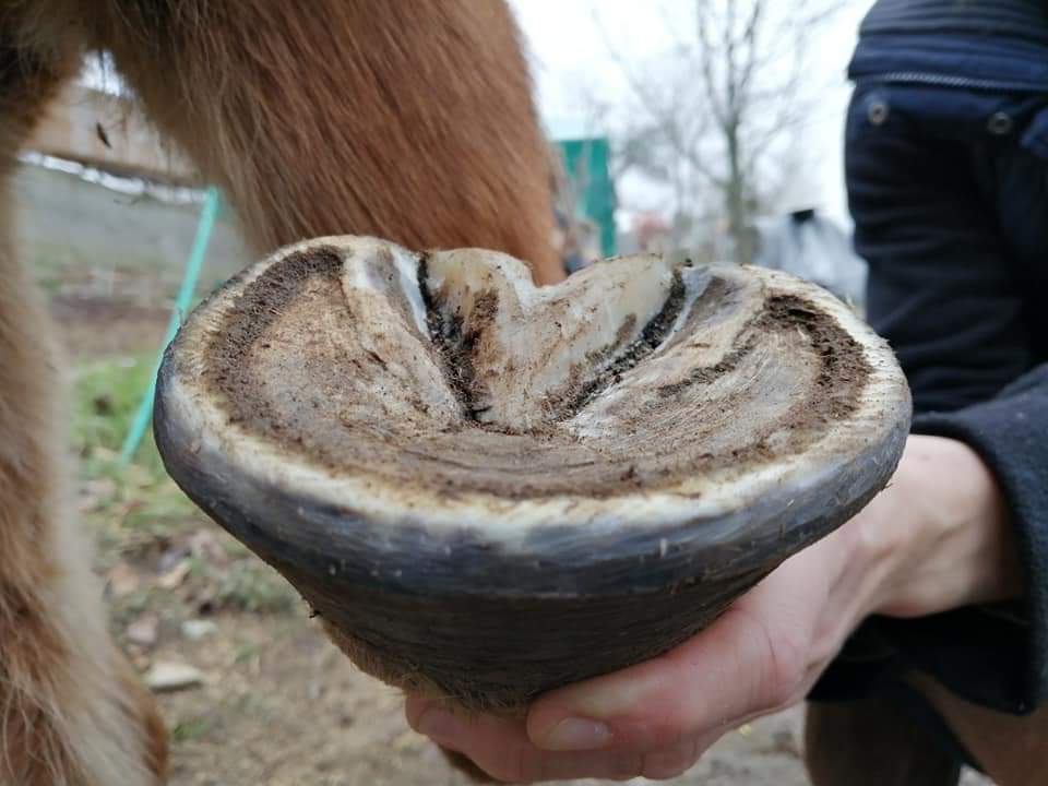 PROČ MŮJ KŮŇ NEMŮŽE CHODIT NABOSO??